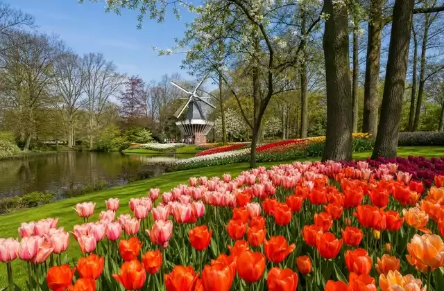 The Keukenhof