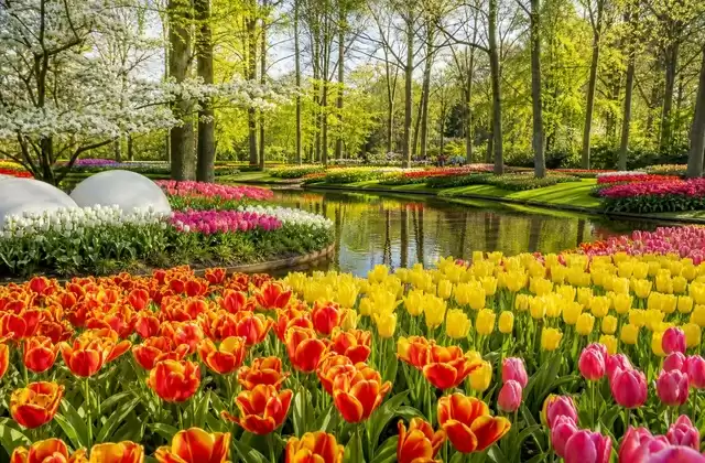The Keukenhof