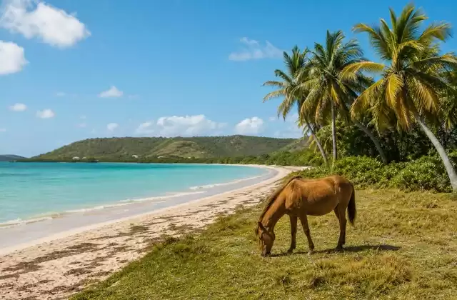 Vieques