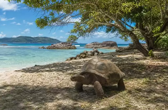 Curieuse Island