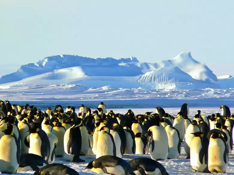 Antarctic